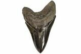 Serrated, Fossil Megalodon Tooth - Georgia #107266-1